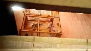 Lovebirds copulating // Agapornis copulando