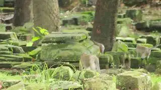 Mama  Violet and Vikki -Mak Chasing Obey Monkey  / MA-D.402