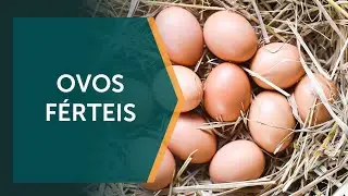 Granja exporta cerca de 100 milh&otilde;es de ovos f&eacute;rteis por ano