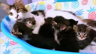 Kitten Growth Update: Weighing Our Adorable Furballs!
