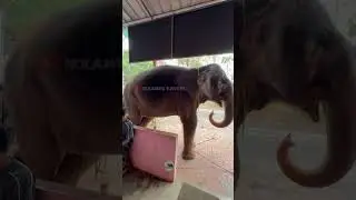 ആശാനെ എനിക്കൊരു പരിപ്പുവടേം ചായേം shimil | kaveri | malappuram #elephant #kaveri #malappuram  #love