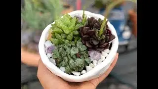 Succulent haul and potting them up.