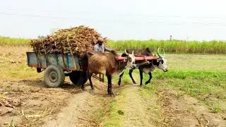 Bullock Cart Heavy Load Ride | Bullock Cart Ride