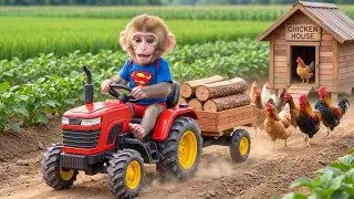 A Kitten Fought to Protect the Dragon Fruit Farm &mdash; Monkey Funky Stepped In