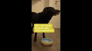 Wie viel Futter braucht Dein Hund eigentlich?