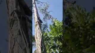 Starting a slashpine removal at 4:26 p.m. 🤟