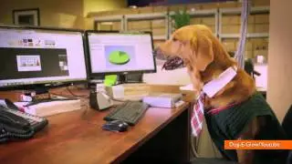 Light-Up LED Dog Collars Will Make Your Pet the Coolest