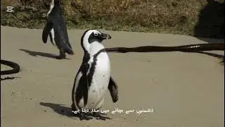 Penguin &mdash; The Cute Swimmer of the Icy World ❄️🐧