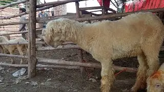 Shah Pur Kanjra Mandi Qurbarni 2022 Dasi bakray mudray Dasi Chatray