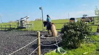 Eriders 4b National equine show.