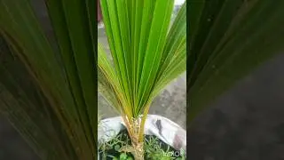 how to grow coconut tree #shortvideo #trendingshorts