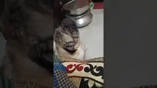 Pantua mela ghure ashe aber jabe bole kadche l # Daily life with Monika l