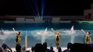 【神戸須磨シーワールド】ドルフィンナイトパフォーマンス　ドルフィンスタディアム　ノーカット　2025/8/11 19:30（4K HDR 60fps）KOBE SUMA SEA WORLD