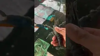 6 months old cray fish 🥰 #shorts #farming #fishing #crayfish