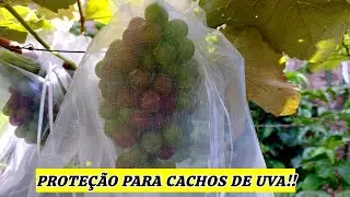 NUNCA MAIS PERCA CACHOS DE UVA | PROTEÇÃO COMPLETA COM SACOS DE ORGANZA | NIÁGARA ROSADA!!