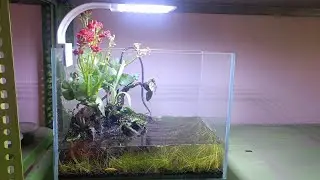 Endler Guppy in Tabletop Paludarium: A Harmony of Nature