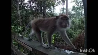 Orangut&aacute;n and Sun Bear Sanctuary-Sepilok #borneo#travel#malasia#jungle#nature#trekking#wildlife