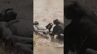 Gorilla Adores His Teenage Son #gorilla #zoo #foryou #foryoupage #cuteanimal #cutemonkey #cutepet