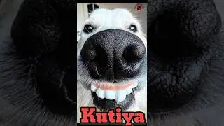 🔥 Befawa 🤒 Kutiya 🤪 | Funny Music Video | Viral Meme Song 2025 🔥