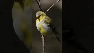 Discover The Vibrant Plumage Colors of the Beautiful American Goldfinch