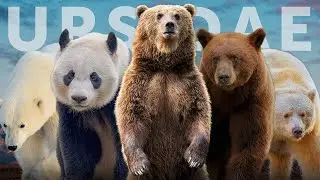 All 8 Species Of Bear | All The Different Types Of BEAR 🐻 | Animals Sound