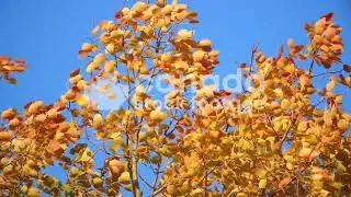 Slow motion golden autumn leaves in wind stock video. Yellow fall leaves with blue sky. HD.
