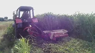 Koszenie trawy Nutry Honey (Sorgo + trawa sudańska)