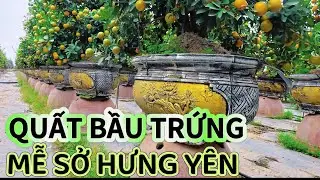 Quất Trứng Mễ Sở Văn Giang Hưng yên “” Số Lượng Khủng 