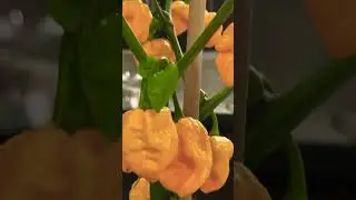 7 Pot Douglah peppers #pepper #chilli #banglavlogchannel