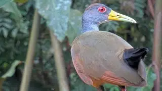 Beautiful Wood-Rail Visits Panama Feeders | April 7 2024