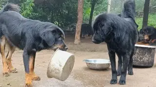 Which Girl Is Greedy || LiveStock Guardian Dogs Family || Tibetan Mastiff Native ||