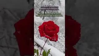 || बर्बाद इश्क़ का जश्न || sad quote || Ek kamna varshon ki ||