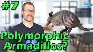 Polymorphic Relationships - Power Platform Unpacked #7