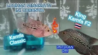 LOUHAN PENAKUT?? CARA MENGATASINYA... || KAMFA CLASSIC 🆚 KING KAMFA F2 ORI THAILAND