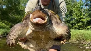 Exploring a Creek and Fishing for Whatever Bites (HUGE Snapping Turtle)
