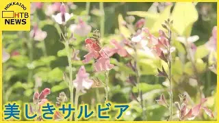 札幌　　色彩豊かな花「サルビア」　百合が原公園で展示会を開催