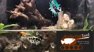 Archerfish High Jump in SlowMo