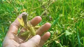 আমার জীবিকার একাংশ#vlogging #আলহামদুলিল্লাহ #haor #farming #dabirszone #dabirs