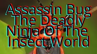 The Venomous Creepy Ninja Assassin Bug Is Not To be Messed With - What Are Assassin Bugs?