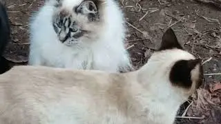Pretty Fluffy kitties. Colorpoints.