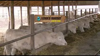 Charolais húsmarha takarmányozása Szabó Sándor Téglás