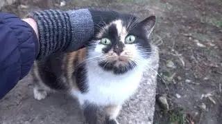 Calico cat and her father odin cat