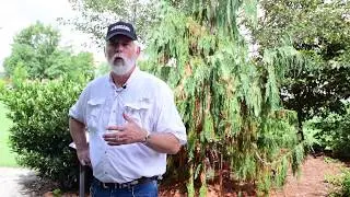 Controlling Weeds: Prescribed Fire