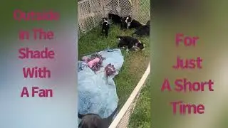 Happy 6 Week Birthday to Princess&rsquo; Nine AKC Registered German Shepherd Puppies