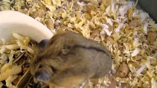 BIG LOVE hamster shop(tr&egrave;o cao t&eacute; đau)