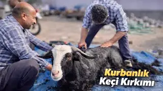 Kurbanlık Kırkımı Yapıyoruz ‼️Tertemiz Oldu Hayvanlar