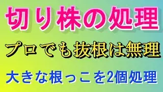 抜根出来なければ、根っこの処理はこうすると解決する