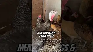Наконец-то у нас снова есть яйца (благодаря нашим мясным птицам)