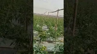 Tomarket Farming update #
