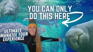 Swim With Florida Manatees | Crystal River FL
